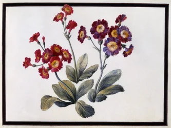 Aurícula, c.1690